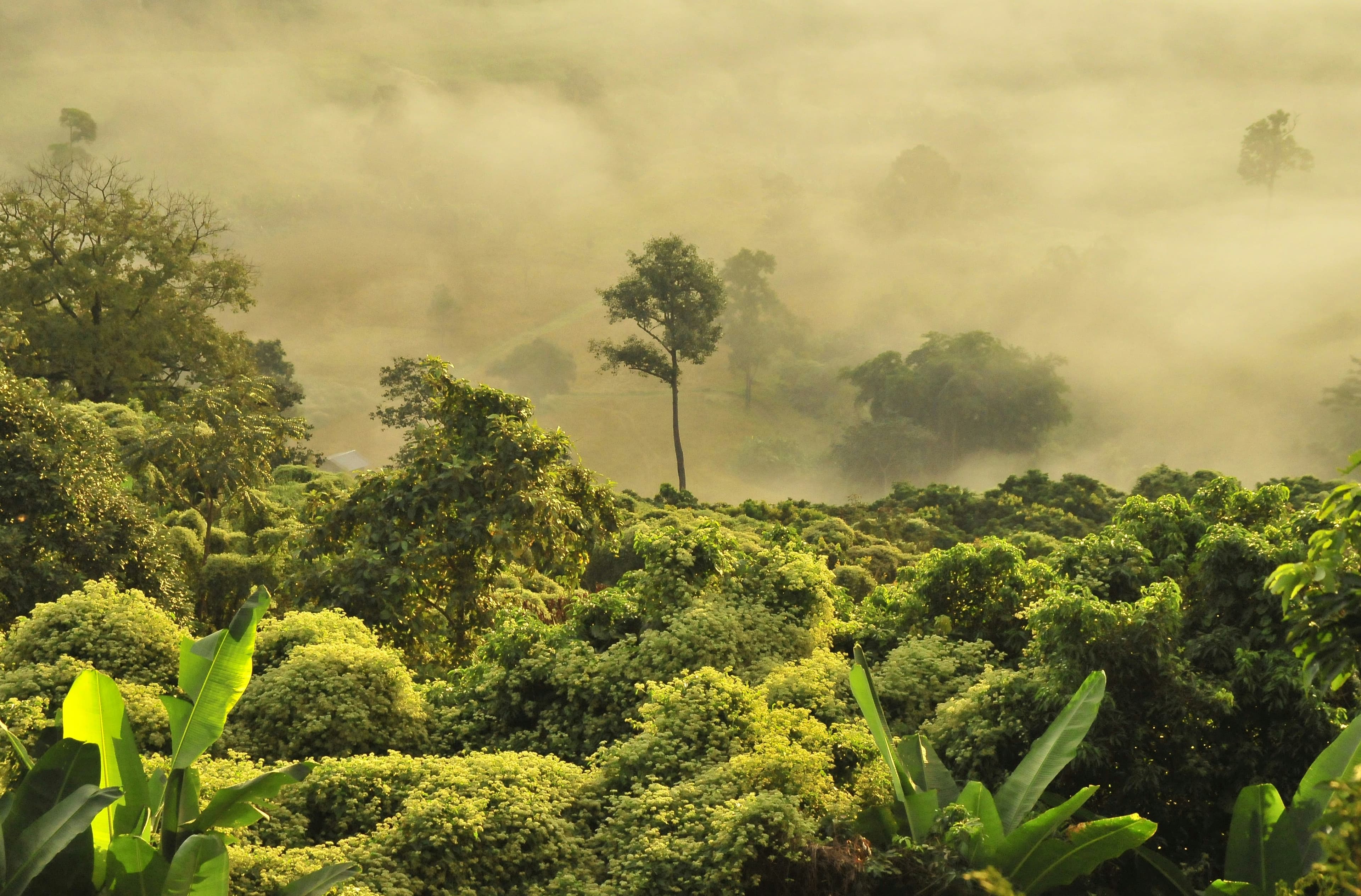 Dense forest canopy over a misty valley